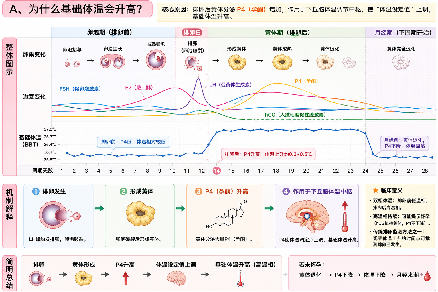 为什么基础体温会升高?